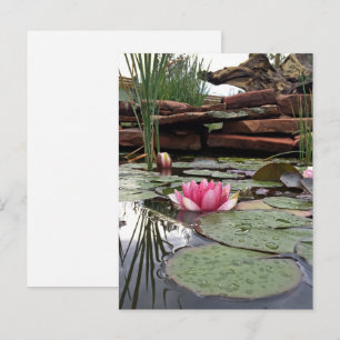 Pink Water Lilies Reflections Photograph Postcard