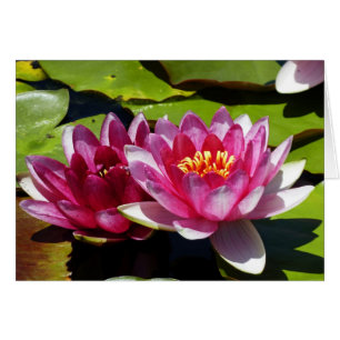 Pink Water Lilies Thinking Of You Greeting Card
