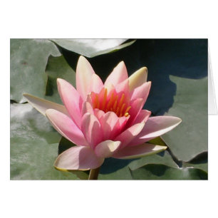 Pink Water Lily