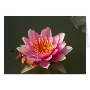 Pink Water Lily