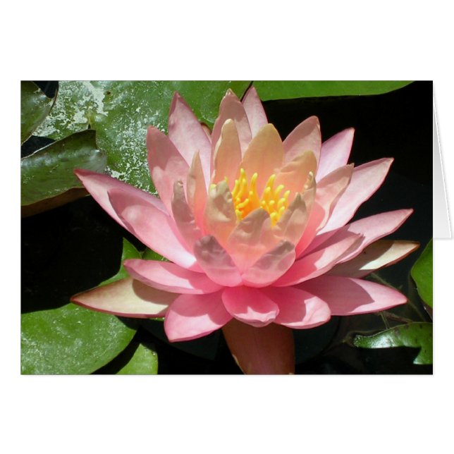 Pink Water Lily (Front Horizontal)