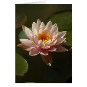 Pink Water Lily