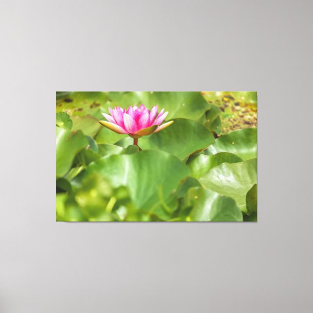 Pink Water Lily Canvas Print (Front)
