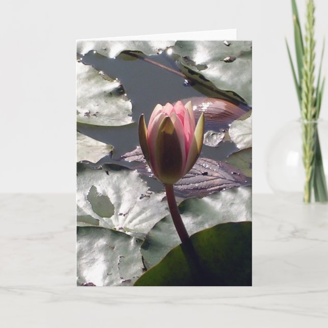 Pink Water Lily Card (Front)