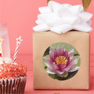 Pink Water Lily Classic Round Sticker