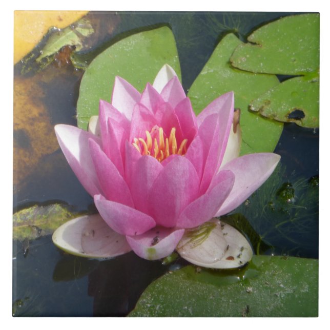 Pink Water Lily Close Up Ceramic Tiles (Front)