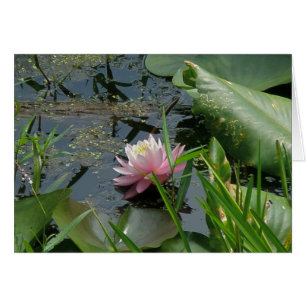 Pink Water Lily Coordinating Items