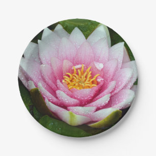 Pink water lily floral print paper plate