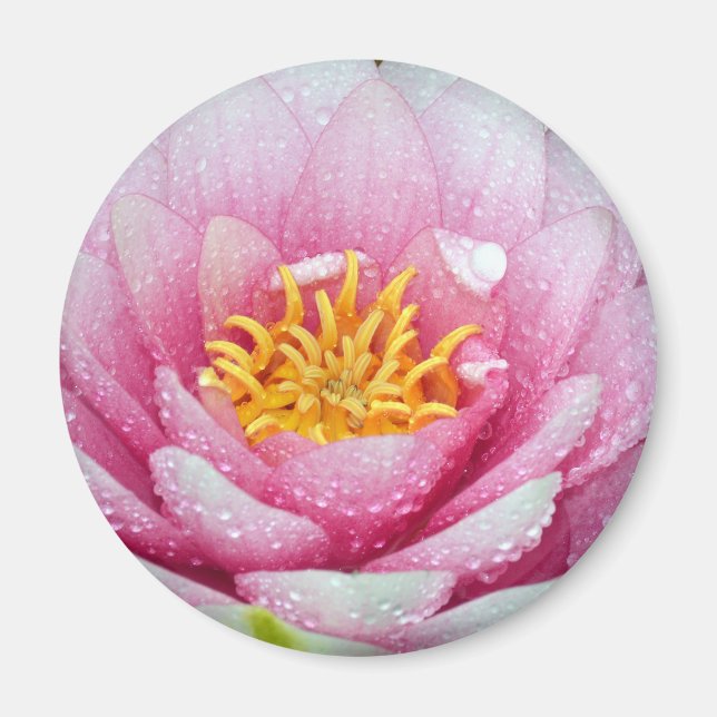 PInk water lily flower Magnet (Front)