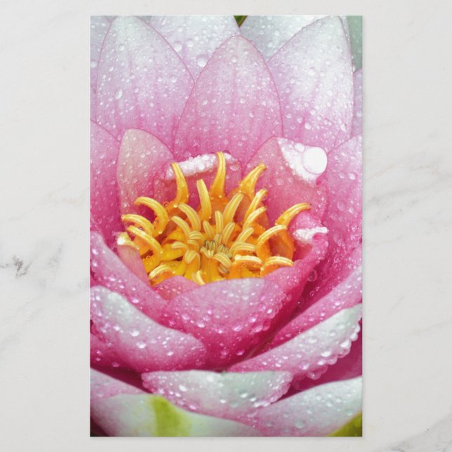 PInk water lily flower Stationery (Front)