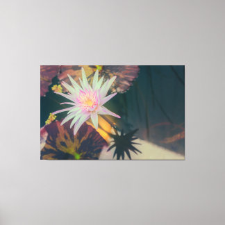 Pink Water Lily in the Pond Canvas Print