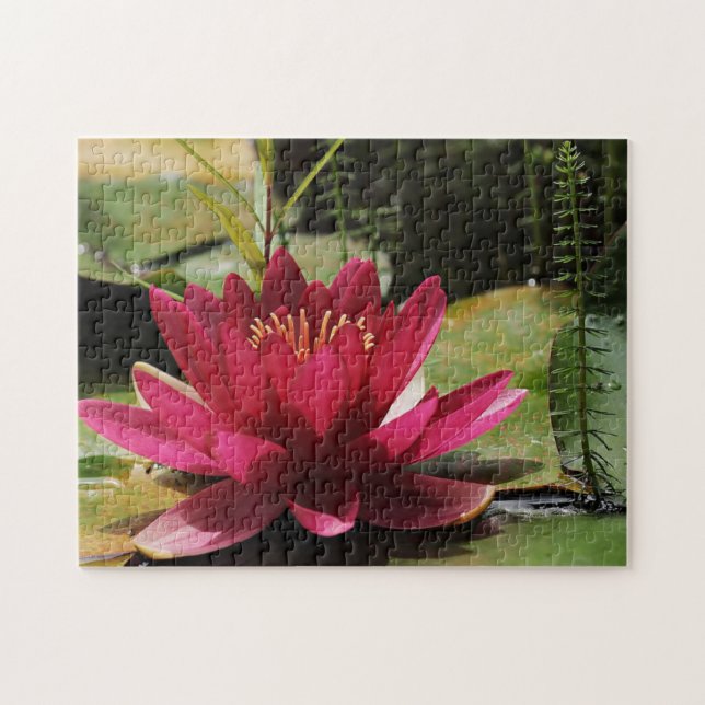 Pink water lily jigsaw puzzle (Horizontal)