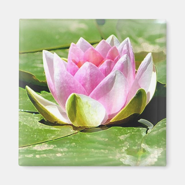 Pink Water Lily Magnet - Square (Front)