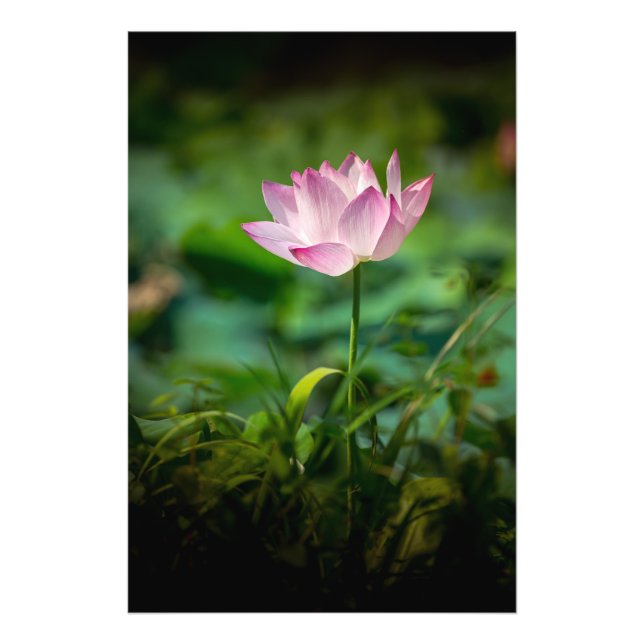 Pink Water Lily Photo Print (Front)