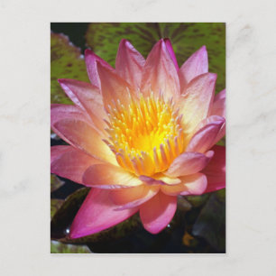 Pink Water Lily Photograph Postcard