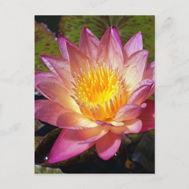 Pink Water Lily Photograph Postcard (Front)
