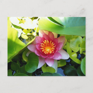 Pink Water Lily Postcard