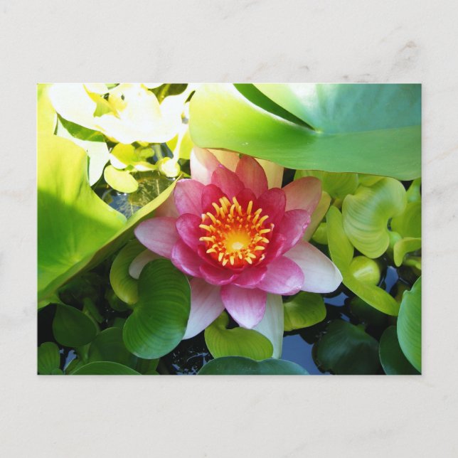 Pink Water Lily Postcard (Front)