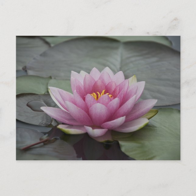 Pink Water Lily Postcard (Front)