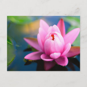 Pink Water Lily Postcard