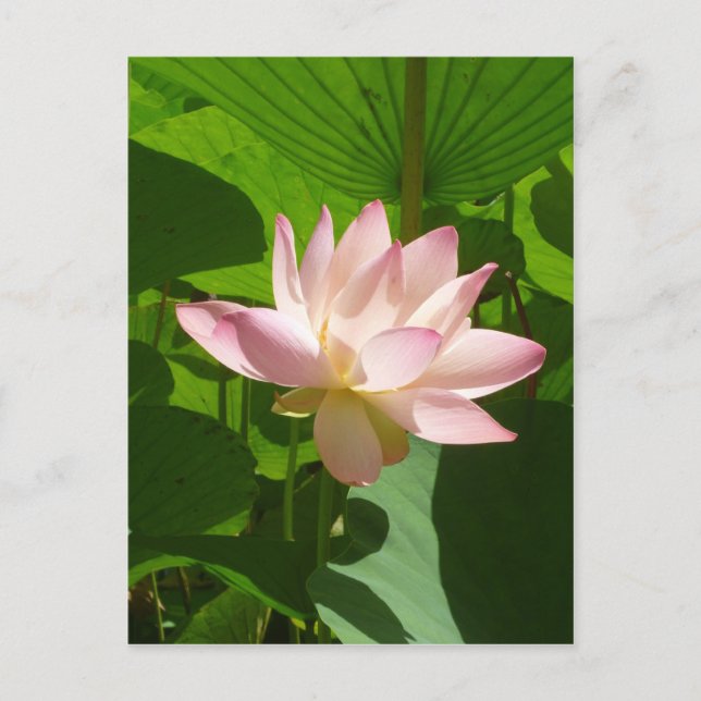 Pink Water Lily Postcard (Front)