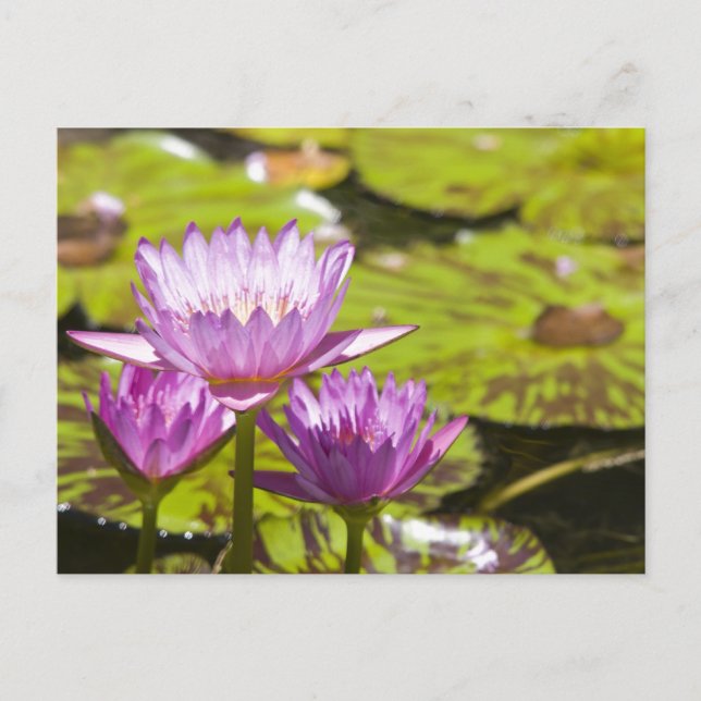 pink water lily postcard (Front)