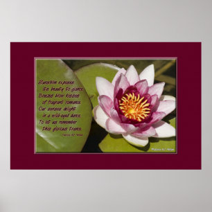 Pink Water Lily Poster