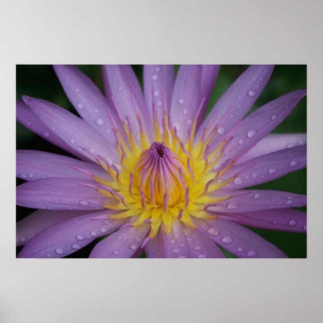 Pink Water Lily Poster (Front)