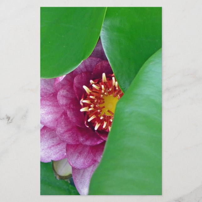 Pink Water Lily Stationery (Front)