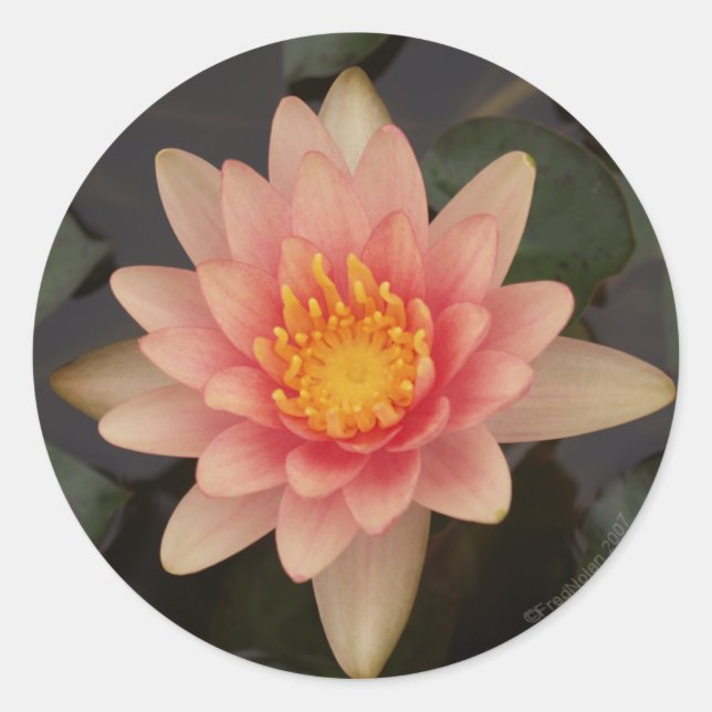 Pink Water Lily v1 Sticker (Front)