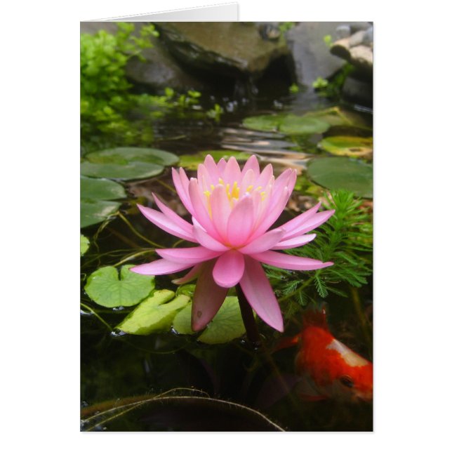 Pink Water Lily with Fish (Front)