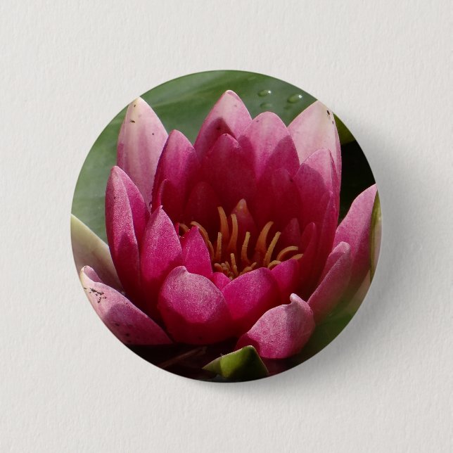 Pink waterlily 6 cm round badge (Front)