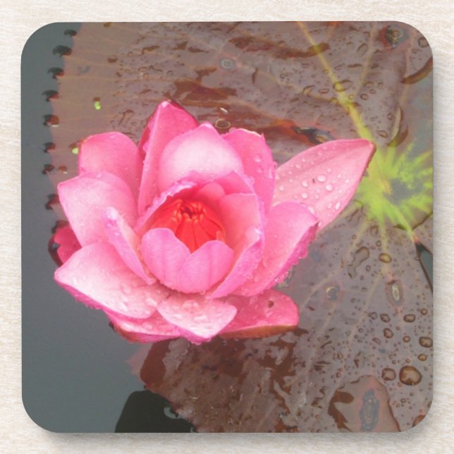 pink waterlily flower coaster (Front)