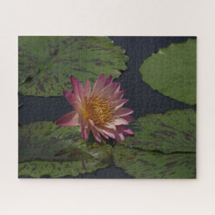 Pink Waterlily Jigsaw Puzzle