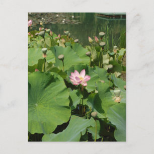 Pink Waterlily Lotus Flower in a Pond during summe Postcard