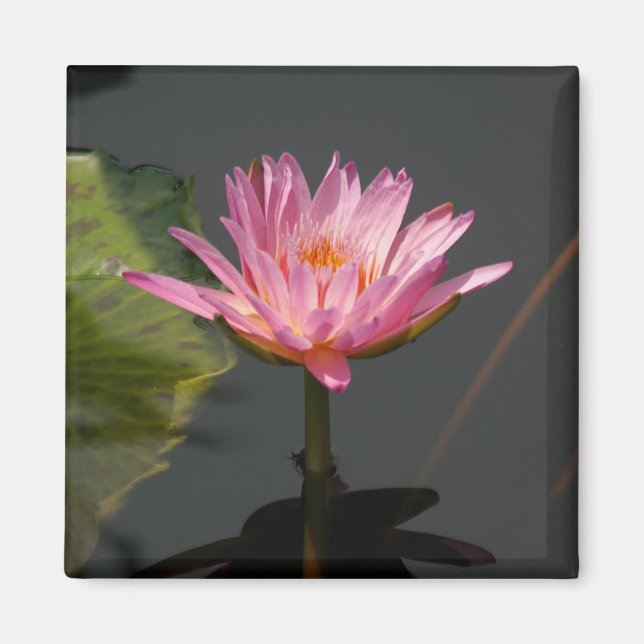 Pink Waterlily Lotus magnet (Front)