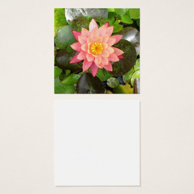 Pink waterlily photo (Front & Back)