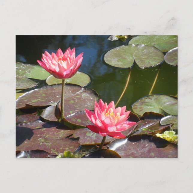 Pink Waterlily Postcard (Front)