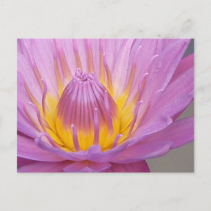 Pink Waterlily Postcard