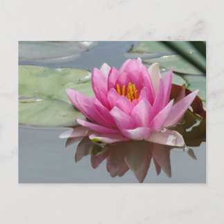 Pink Waterlily Postcard