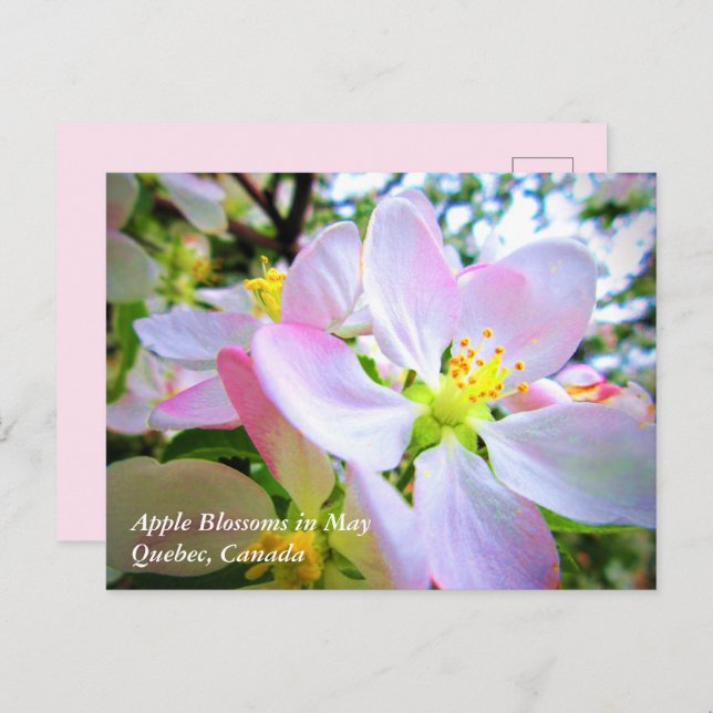 Pink White Apple Blossoms in May Canada Postcard (Front/Back)