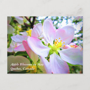 Pink White Apple Blossoms in May Canada Postcard