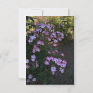 Pink & White Bush Rose Card