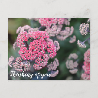 Pink & White Butterfly Stonecup Thinking of you Postcard