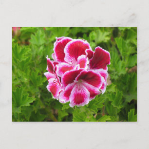 pink white flower postcard