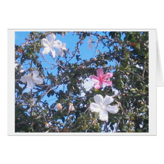 pink/white hibiscus card