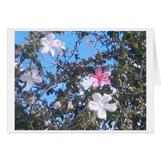 pink/white hibiscus card (Front Horizontal)