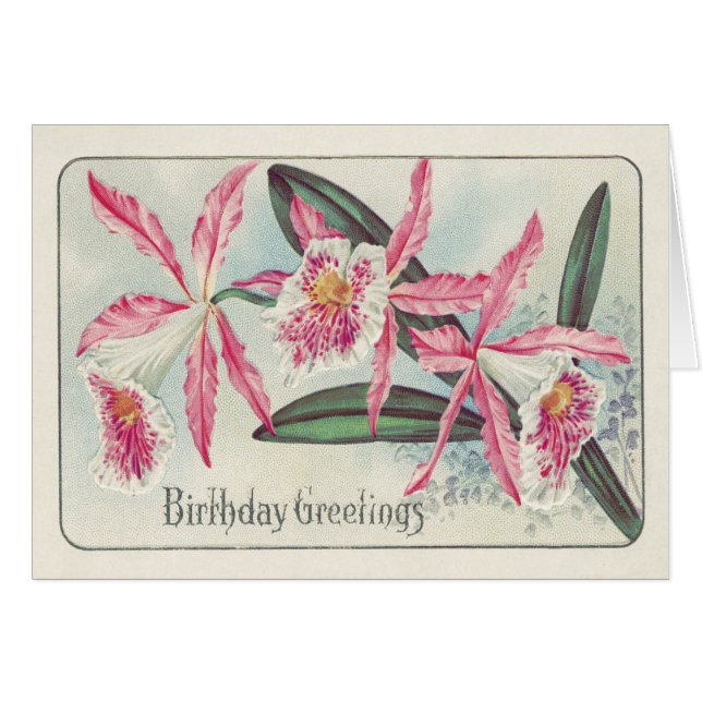 Pink White Orchid Flower (Front Horizontal)