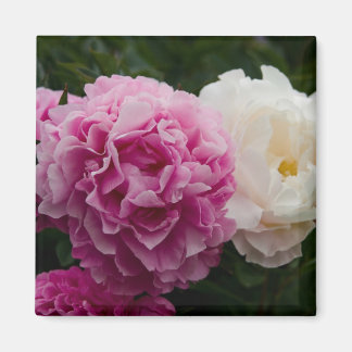 Pink & White Peonies | Rosa & Weiße Pfingstrosen Magnet