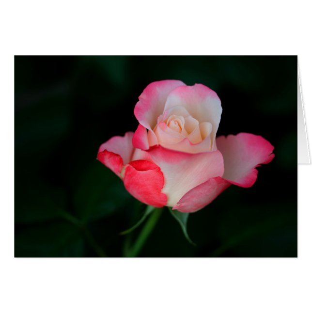 Pink-White Rose (Front Horizontal)